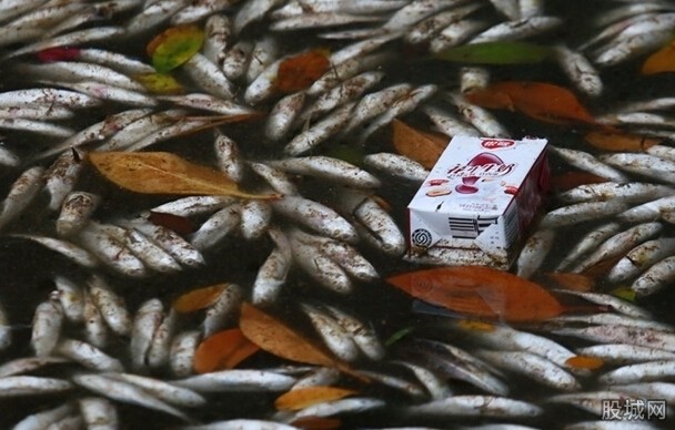 【附图】海南三亚河中现大量死鱼现场十分恐怖 密密麻麻不忍直视