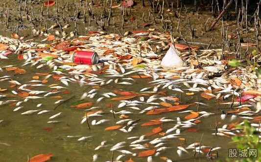 【附图】海南三亚河中现大量死鱼现场十分恐怖 密密麻麻不忍直视