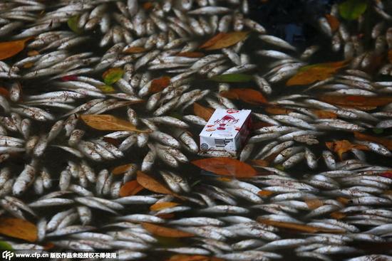 【现场】三亚河中现大量死鱼尸体 恶臭浮尸引无数白鹭抢食