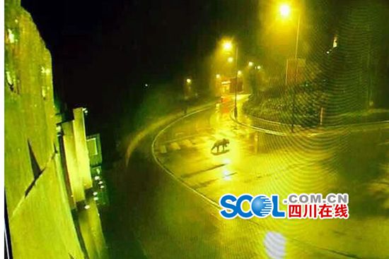 大熊猫深夜逛街逗乐网友 憨态可掬的模样可爱极了