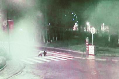 四川大熊猫深夜漫步街头 过马路只走斑马线(图)