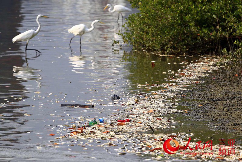 三亚河中惊现大量死鱼引发关注 发出阵阵恶臭已经腐烂【图】