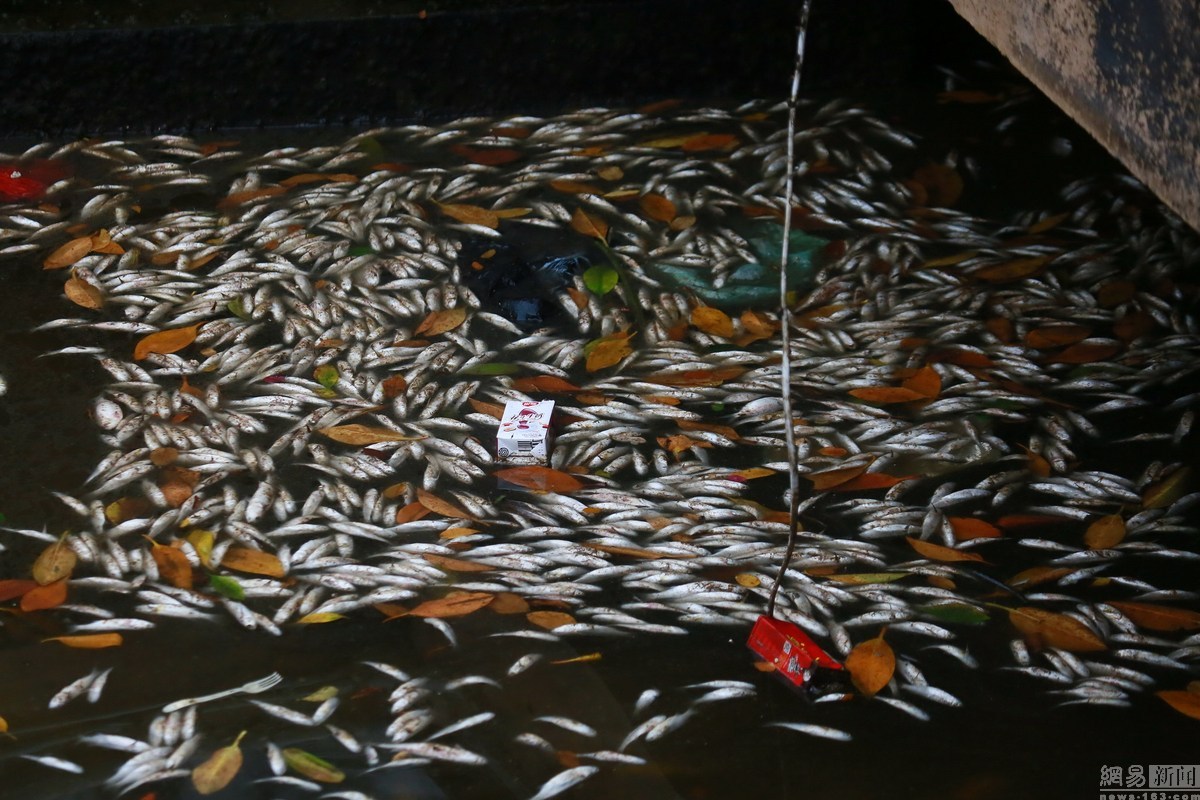三亚河中现大量死鱼 臭味难闻怀疑是污染所致