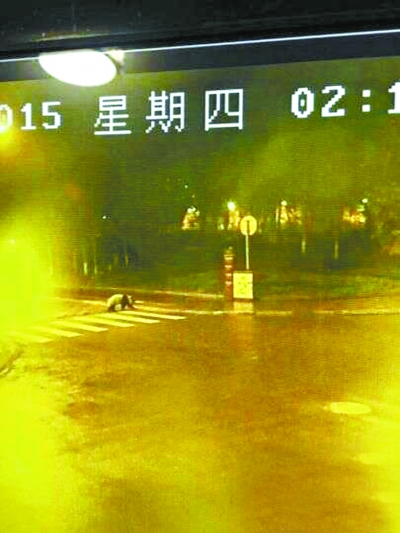 四川汶川县大熊猫深夜逛街 悠闲穿过市区斑马线