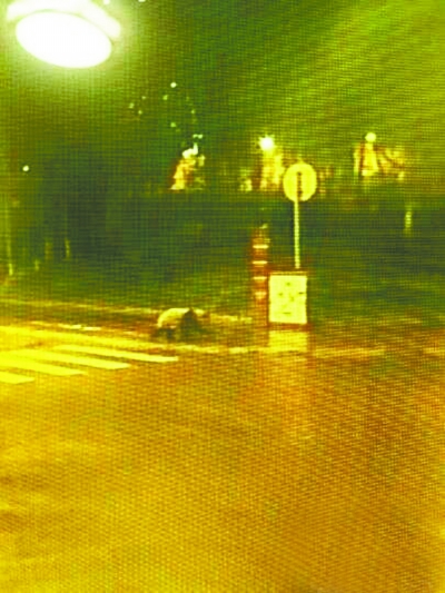 四川汶川县大熊猫深夜逛街 悠闲穿过市区斑马线