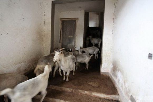 庐山豪华别墅烂尾成羊圈 已闲置了近20年【图】