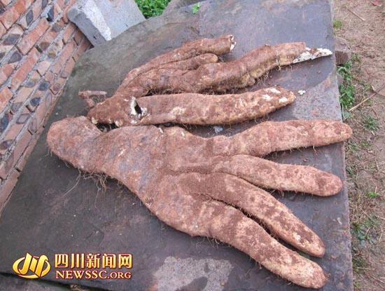 四川大爷种出29斤长着4根“大手指”被称之为脚板苕的奇特蔬菜