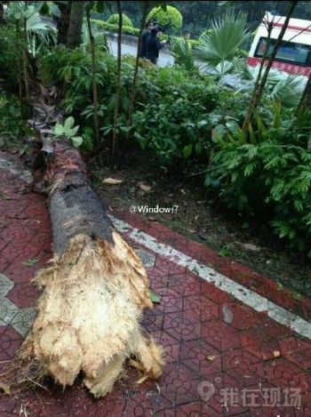 广东佛山一法拉利撞断大树 车身断成两截