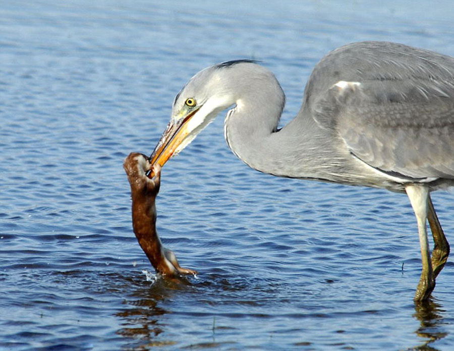 黄鼠狼偷袭苍鹭反成为苍鹭的盘中餐 画面显示大自然生杀予夺的凶残一面（图）