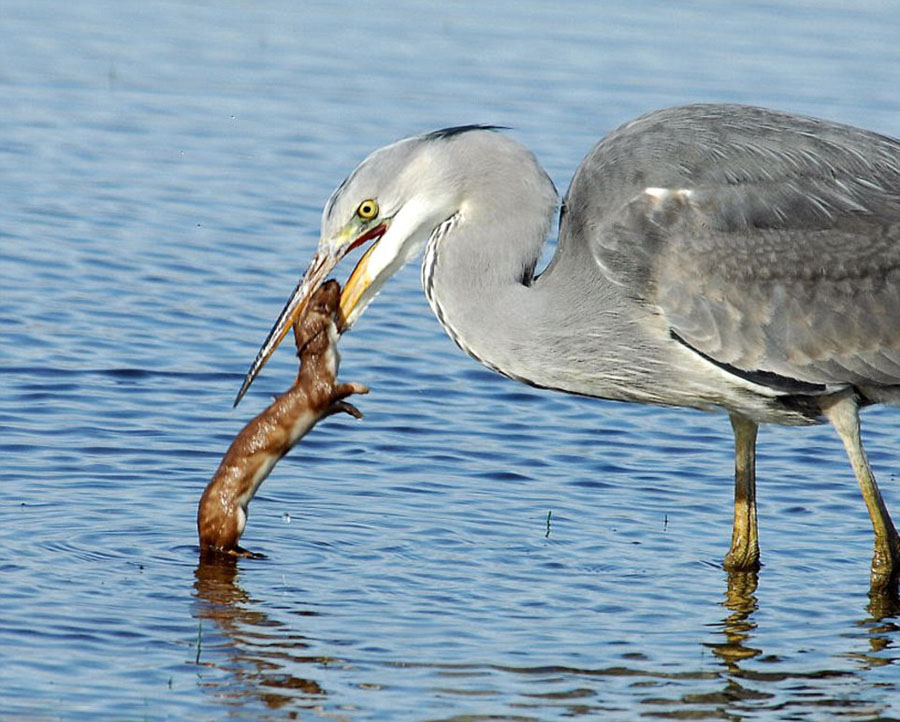 黄鼠狼偷袭苍鹭反成为苍鹭的盘中餐 画面显示大自然生杀予夺的凶残一面（图）
