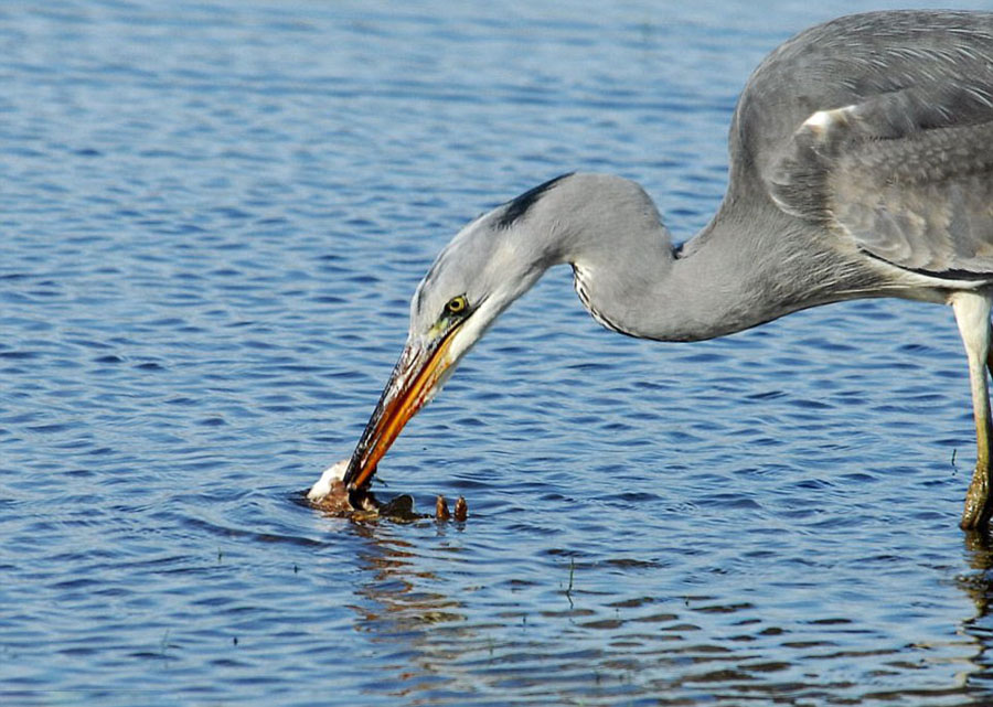 黄鼠狼偷袭苍鹭反成为苍鹭的盘中餐 画面显示大自然生杀予夺的凶残一面（图）