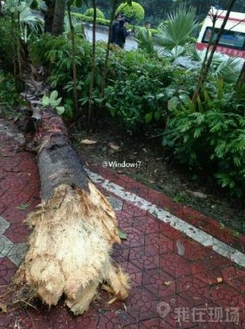 【现场】佛山法拉利撞断大树 车身断成两截车主仍安然无恙