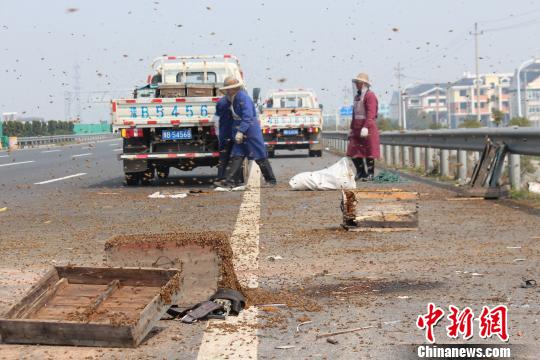 运蜂车高速被追尾后侧翻500余万只蜜蜂“围堵”高速
