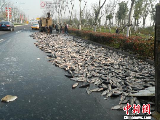 浙江高速大货车侧翻7千多斤鲜活大鲢鱼被甩出