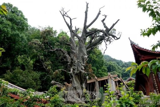 “九龙汉柏”资料图