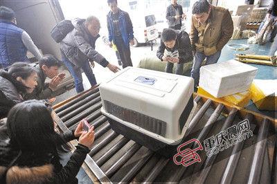 垫冰块住航空箱乘货仓 6只小企鹅坐飞机从重庆返大连