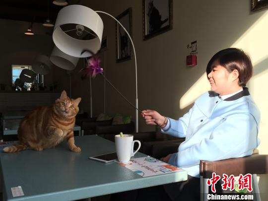 哈尔滨现宠物主题餐厅宠物可与主人共同用餐（图）