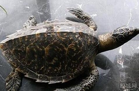 <a href='http://www.bjxxg.cn/edu/liuxue/' target='_blank'><u>留学</u></a>生携带玳瑁获刑 已经构成走私珍贵动物制品罪