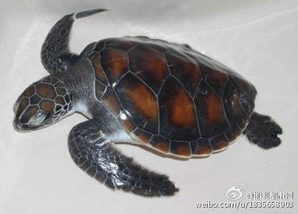 留学生携带玳瑁获刑 是中国古代神话四大神兽之一