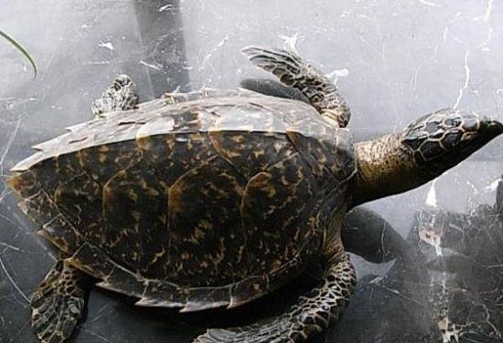 <a href='http://www.bjxxg.cn/edu/liuxue/' target='_blank'><u>留学</u></a>生携带玳瑁获刑 是中国古代神话四大神兽之一