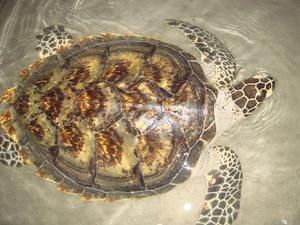 <a href='http://www.bjxxg.cn/edu/liuxue/' target='_blank'><u>留学</u></a>生携带玳瑁获刑 盘点出境旅千万别带回的东西