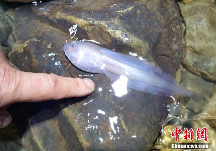 贵州遵义洞穴发现14厘米长巨无霸蝌蚪
