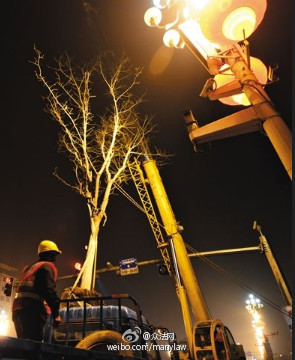 长安街换行75课道树 国槐环境适应性PK银杏观赏性