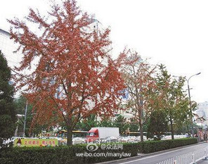 长安街换行75课道树 国槐环境适应性PK银杏观赏性