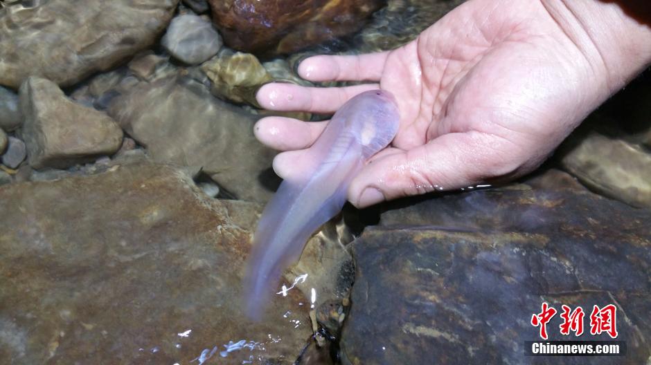 贵州洞穴惊现通体透明巨无霸蝌蚪 网友：成精了！