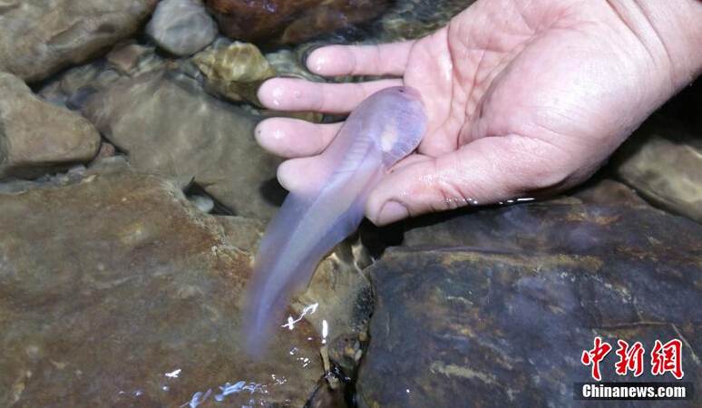 巨无霸蝌蚪又成棒头鱼 皮肤透明内部清晰可见