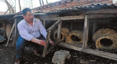 神秘动物“扫荡”吉林村庄咬死多户村民家禽(图)