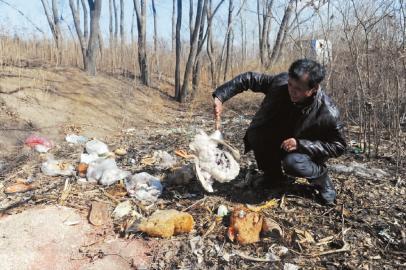 神秘动物“扫荡”吉林村庄咬死多户村民家禽(图)