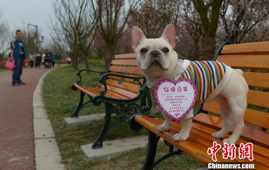 成都“单身狗”公园内征婚求脱单引围观
