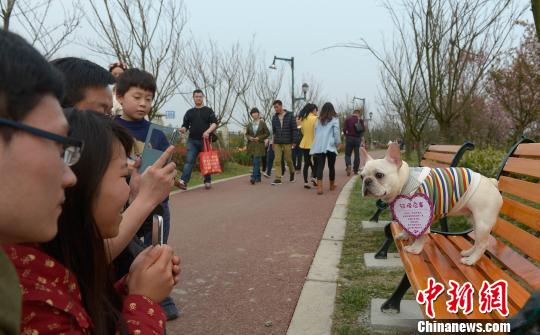 成都“单身狗”公园内征婚求脱单引围观