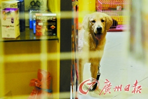 宠物殡葬兴起但价格高多数主人仍选择就地掩埋