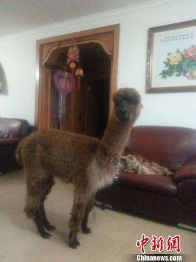 内蒙古大妈养澳洲羊驼当宠物 取名“美驼”萌翻人