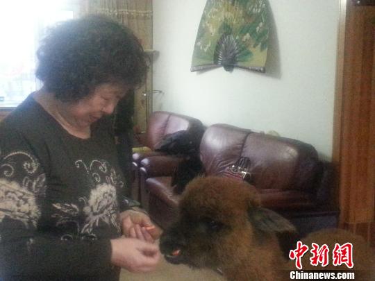 内蒙古大妈“最时尚”养澳洲羊驼当宠物萌翻人
