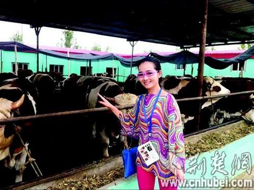 海归女歌手放弃唱歌 投1000多万回乡帮母亲养牛