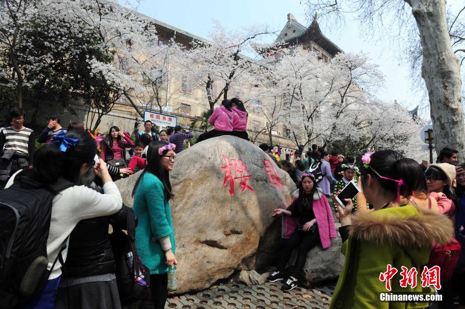 武大樱花大道1000多株樱花竞相绽放 游客挤爆<a href='http://www.bjxxg.cn/edu/xiaoyuan/' target='_blank'><u>校园</u></a>