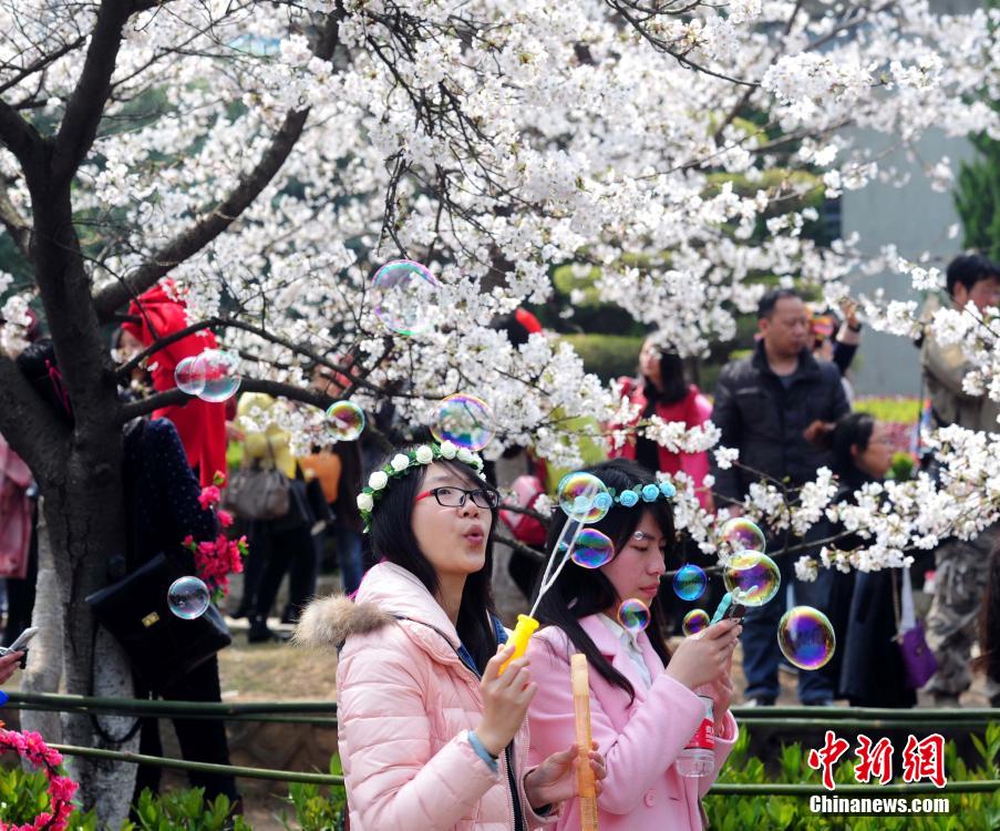 武大樱花大道1000多株樱花竞相绽放 游客挤爆校园