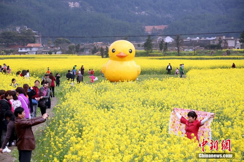 “大黄鸭”亮相江西油菜花田引围观