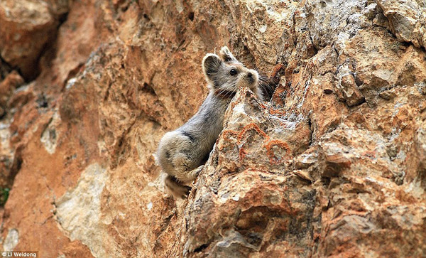 伊犁鼠兔再现中国 天然萌物比大熊猫萌、比大熊猫珍贵