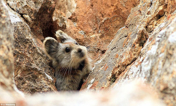 伊犁鼠兔再现中国 天然萌物比大熊猫萌、比大熊猫珍贵