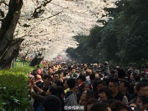 武大否认借<a href='http://www.bjxxg.cn/edu/xiaoyuan/' target='_blank'><u>校园</u></a>樱花敛财 收费为维持<a href='http://www.bjxxg.cn/edu/xiaoyuan/' target='_blank'><u>校园</u></a>秩序