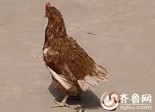 济南村民家中现“神鸡” 长俩屁股一次下两个蛋