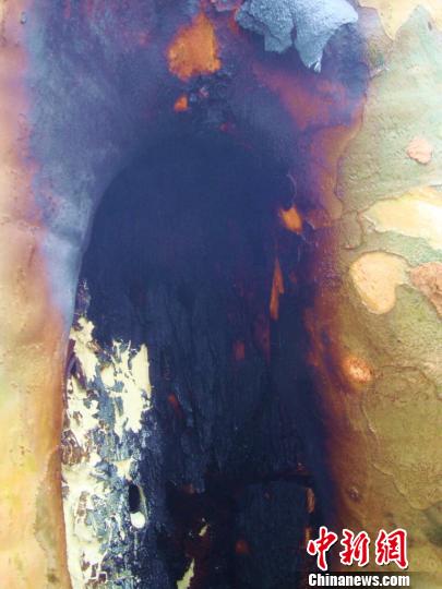 15米高的梧桐树突然自燃 “树坚强”浴火后无恙