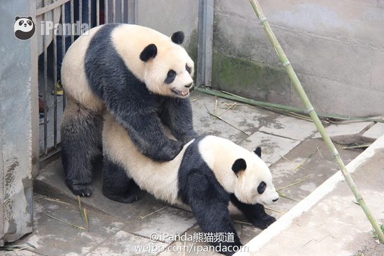 大熊猫交配实况全球首播 揭开“熊猫繁育”神秘面纱(图)