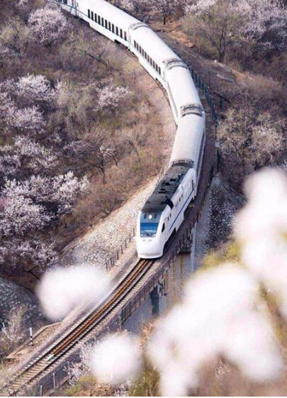 和谐号列车穿越居庸关花海 被赞开往春天的列车