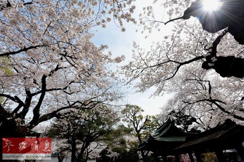 大陆游客涌入日本赏樱花 东京住宿涨价3倍（图）