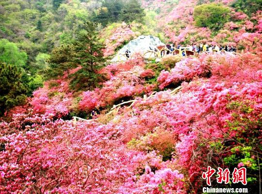 图文：武汉木兰云雾山雨后杜鹃花更红